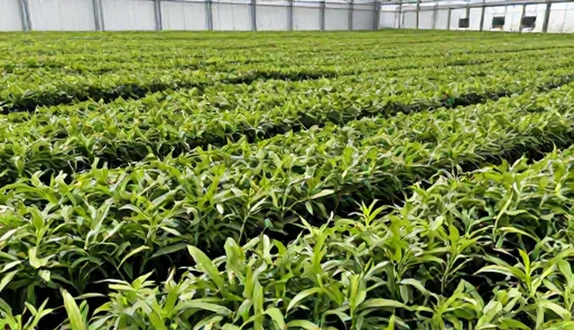 农产品收购中的故障排查：如何解决种苗供应问题